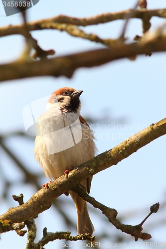 Image of proud male sparrow