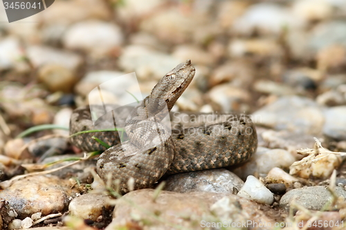 Image of beautiful juvenile nose horned viper