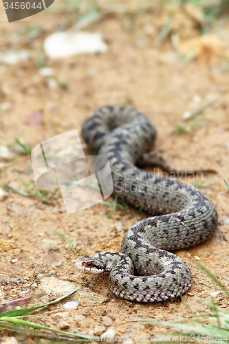 Image of big european adder