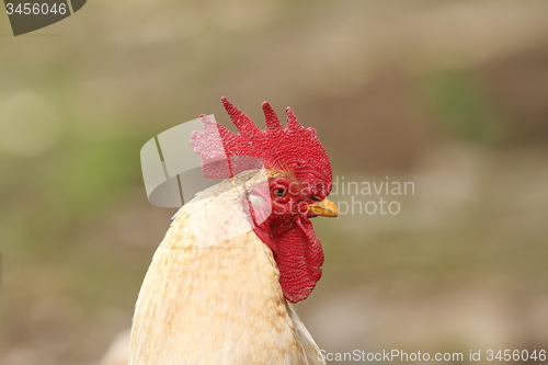 Image of portrait of white rooster