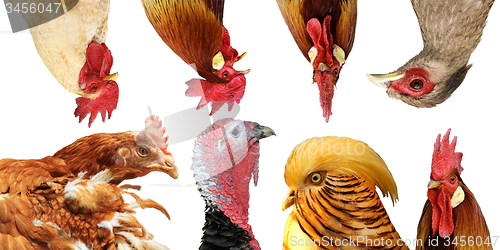Image of collection of poultry portraits