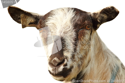 Image of isolated portrait of a goat on white