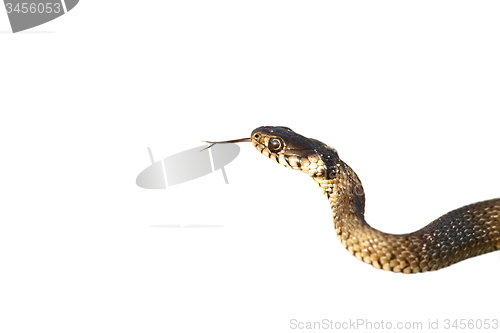 Image of grass snake isolated on white