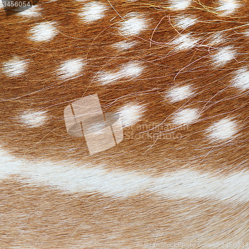 Image of fallow deer real pelt texture