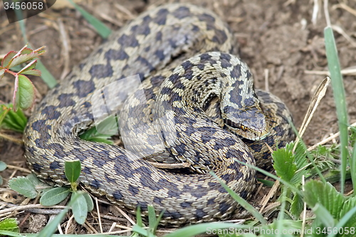 Image of big female meadow viper 