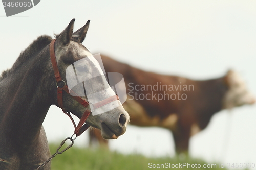 Image of horse portrait at the farm