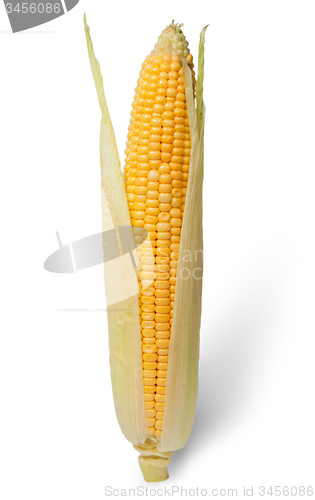 Image of Purified ear of corn with leaves