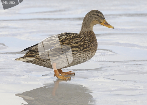 Image of Mallard