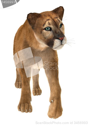 Image of Puma