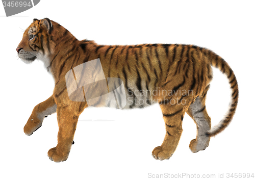 Image of Tiger