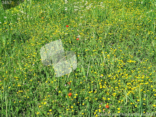 Image of Fields. Cyprus