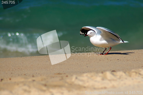 Image of starting seagull