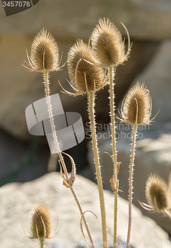 Image of dry teasel flowers