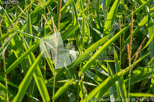 Image of cornfield detail