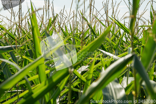 Image of cornfield detail