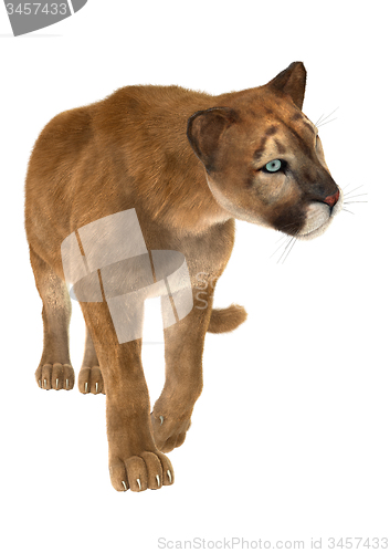 Image of Puma