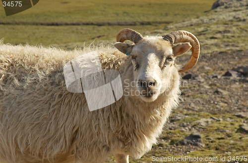 Image of Icelandic sheep