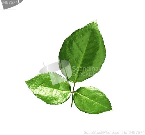 Image of Green small leaves