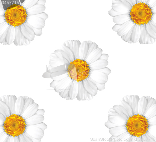 Image of beautiful chamomile on white background