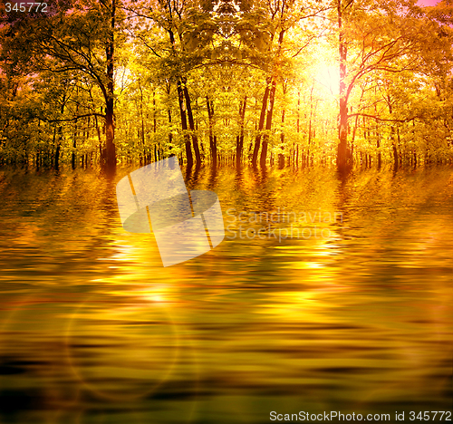 Image of Forest in autumn