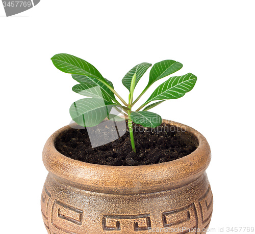 Image of Home plant Euphorbia leuconeura
