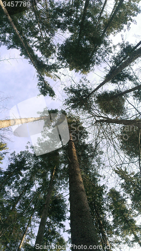 Image of Trees in a forest