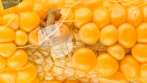 Image of worm eating the corn