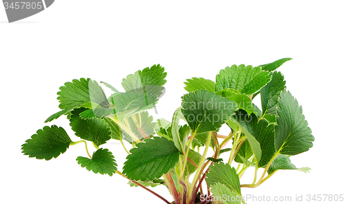 Image of close up of strawberry leaf