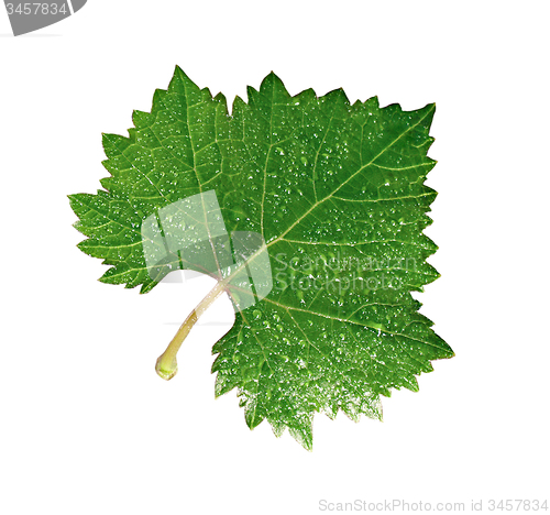 Image of grape leaf