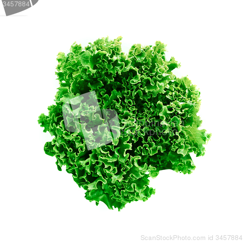 Image of green leaves lettuce