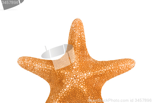 Image of Close up of orange seastar