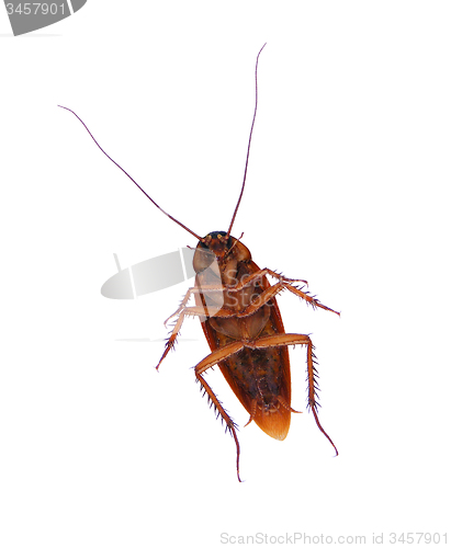 Image of Cockroach