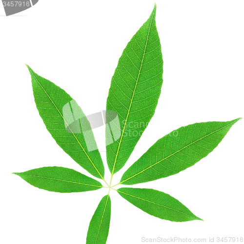 Image of Green leaf