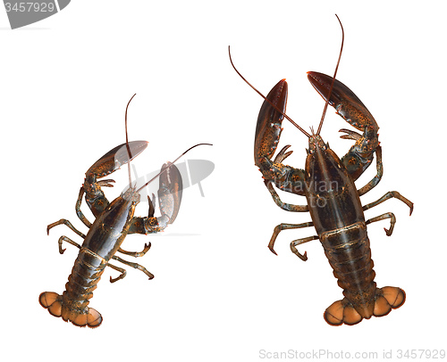 Image of Crayfishes isolated on white background