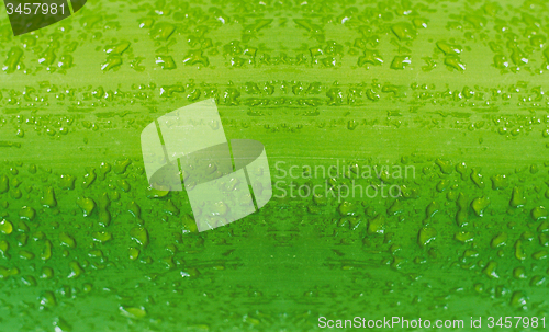 Image of bamboo with water drops