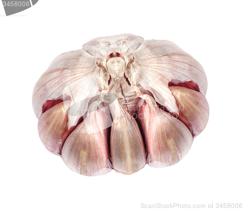 Image of Garlic isolated