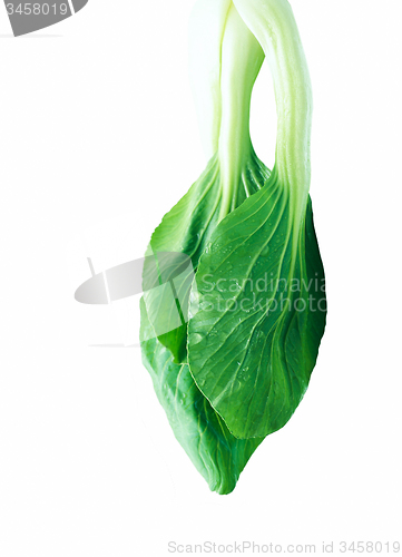 Image of Chinese cabbage isolated