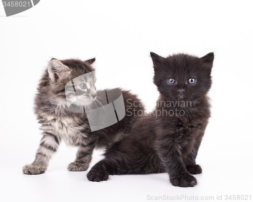 Image of Small gray kittens isolated
