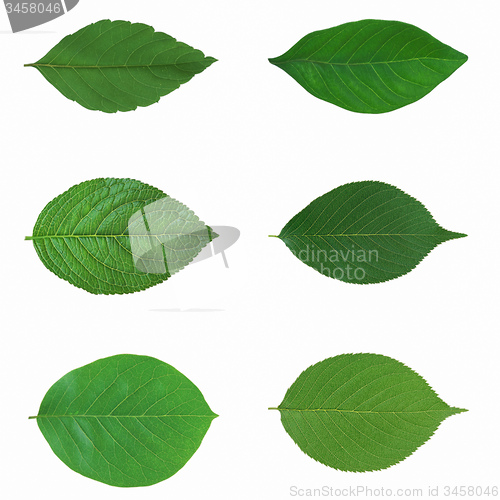 Image of Green leaf isolated