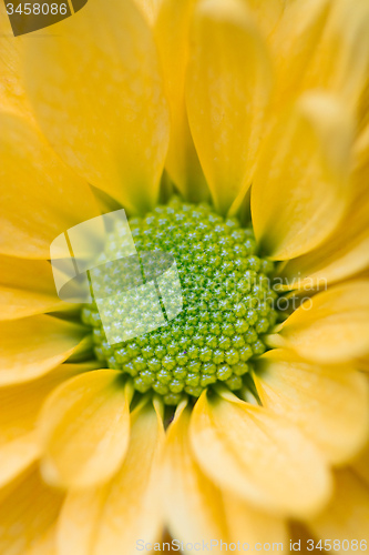 Image of yellow daisy flower