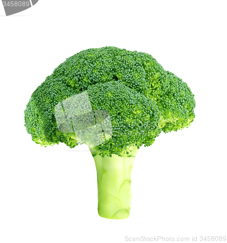 Image of Fresh raw broccoli isolated on white 
