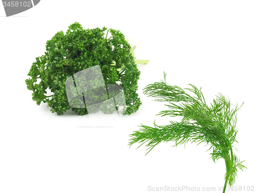 Image of Bunch of fresh green parsley isolated on white background