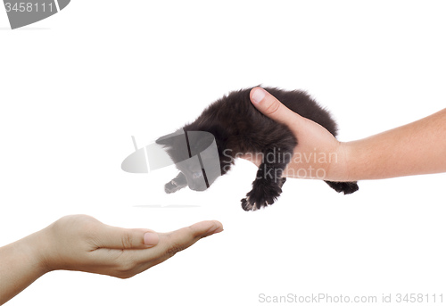 Image of hand holding a black kitten