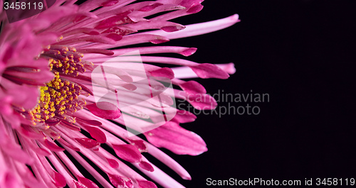 Image of dahlia flower on a black background