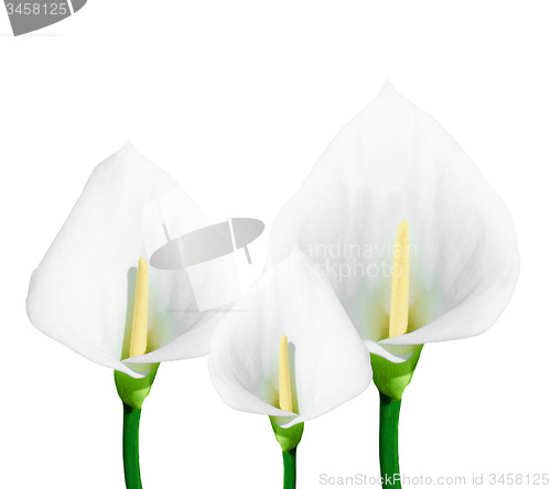 Image of calla lily isolated 