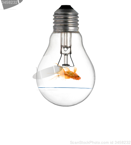 Image of Gold small fish in light bulb