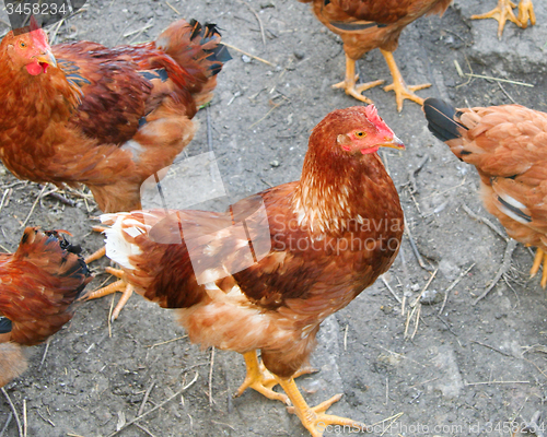 Image of Brown hens with focus on middle hen