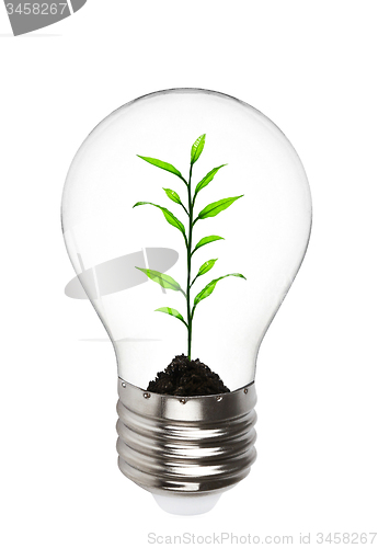 Image of plant growing inside the light bulb