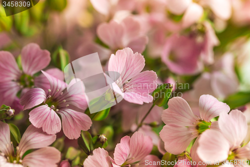 Image of Pelargonium geranium group bright cerise pink flowers