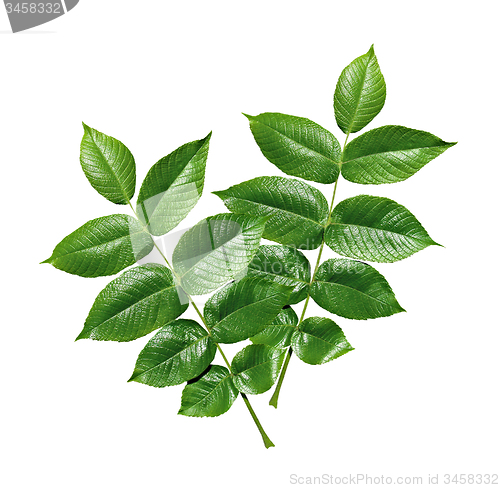 Image of Green leaves